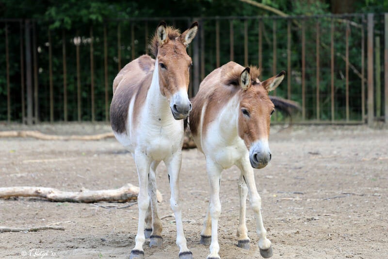 Östlicher Kiang | Tierpark Berlin | 27.05.2018