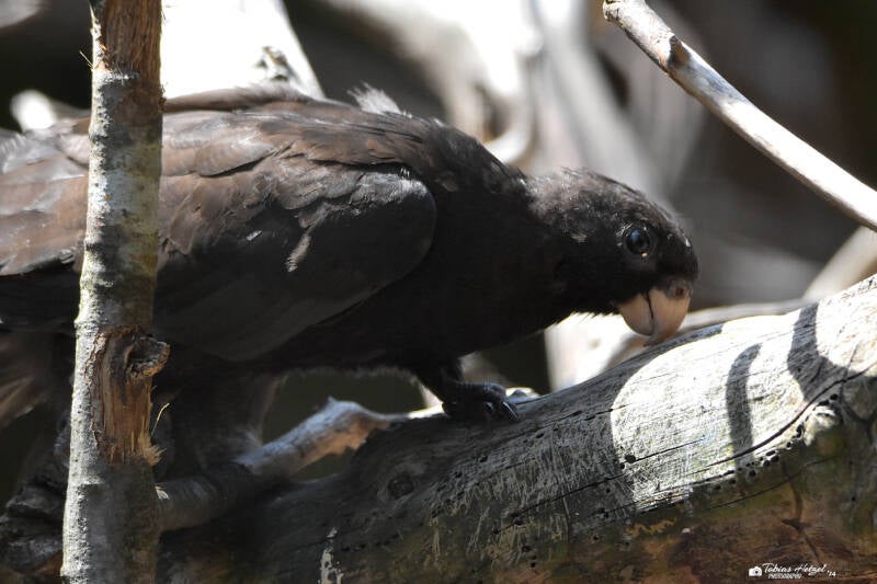 Östlicher Rabenpapagei | Vivarium Darmstadt | 19.07.2020