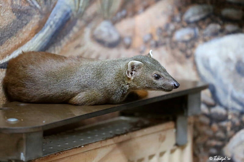 Östlicher Ringelschwanzmungo | Kölner Zoo | 27.12.2021