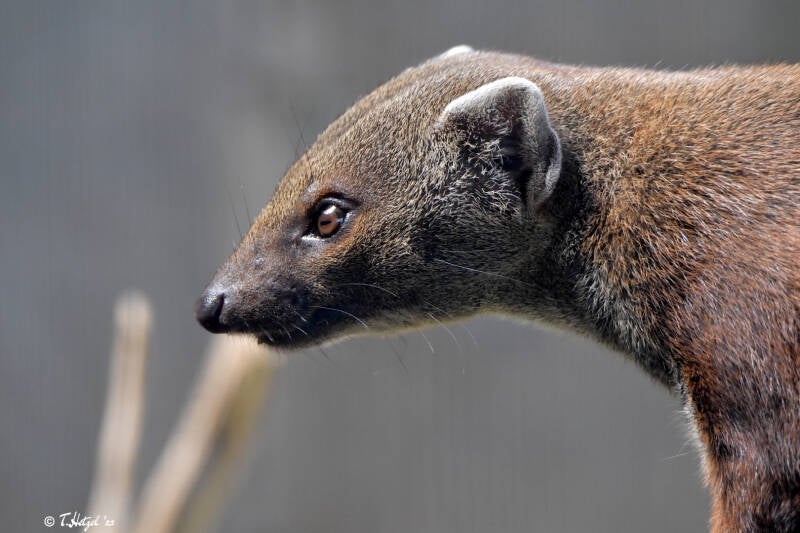 Östlicher Ringelschwanzmungo | Zoo Heidelberg | 22.06.2020