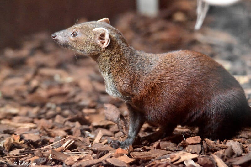 Östlicher Ringelschwanzmungo | Zoo Heidelberg | 02.04.2022