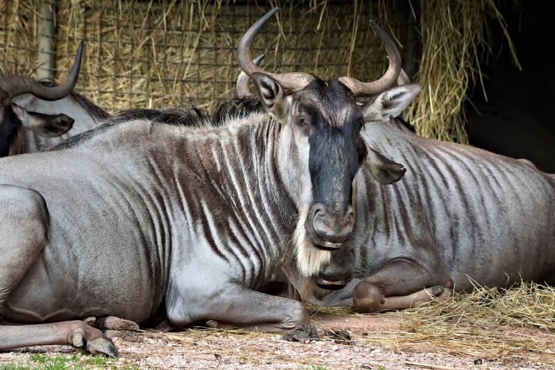 Östliches Weißbartgnu | Safaripark Dvur Kralove | 17.08.2024