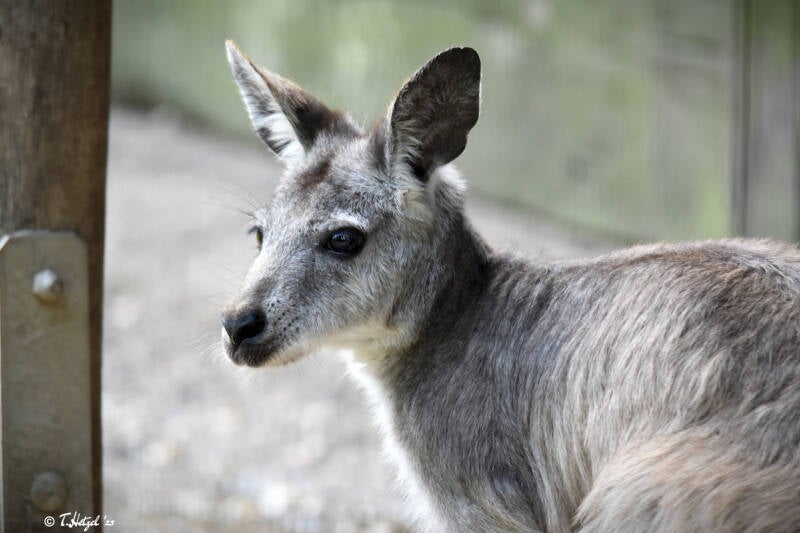 Östliches Bergkänguru | Zoo Duisburg | 06.06.2022