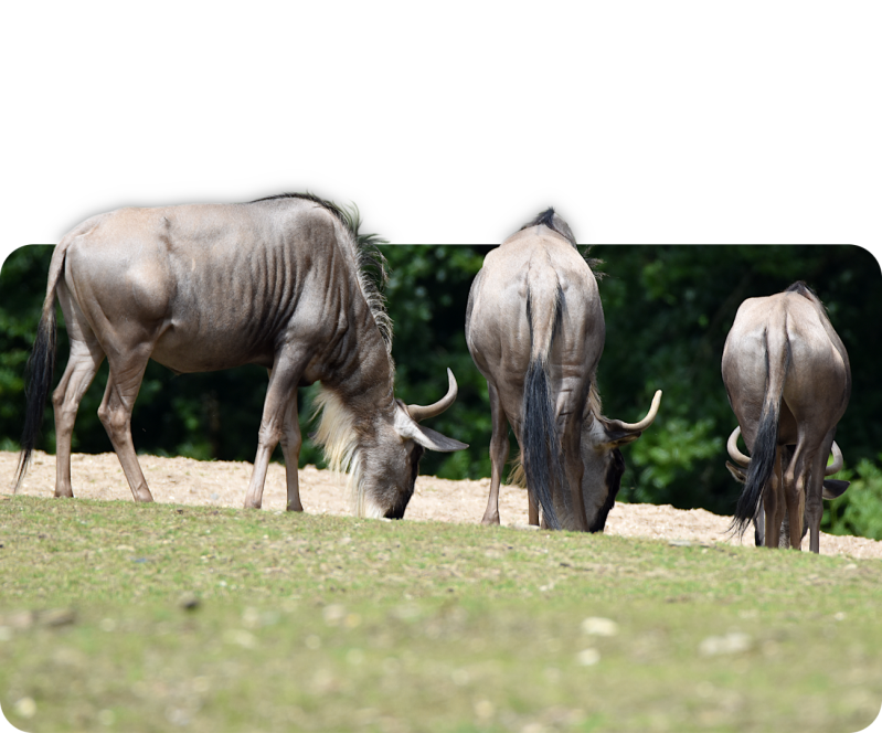 Östliches Weißbartgnu
