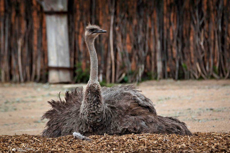 Strauß (kein Unterartenstatus) | Zoo Usti nad Labem | 11.07.2025