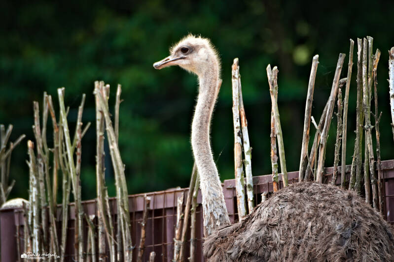 Strauß (kein Unterartenstatus) | Zoo Usti nad Labem | 11.07.2025