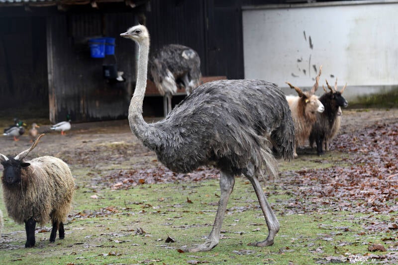 Strauß (kein Unterartenstatus)