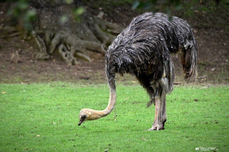 Strauß (kein Unterartenstatus) | Zoo Plzen | 17.09.2022