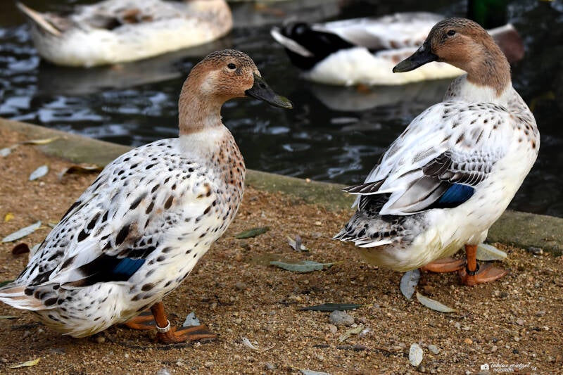 Streicherente | Zoo Plzen | 17.09.2022
