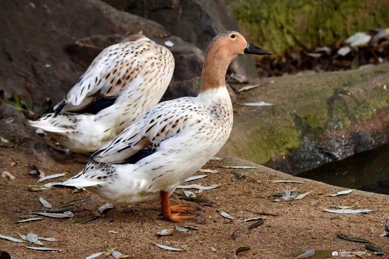Streicherente | Zoo Plzen | 17.09.2022