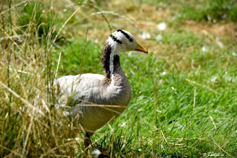 Streifengans | Tierpark Gotha | 01.08.2022