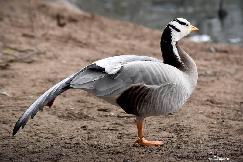 Streifengans | Vogelpark Viernheim | 24.03.2023
