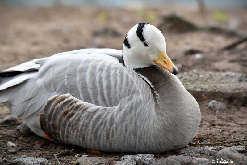 Streifengans | Vogelpark Viernheim | 24.03.2023