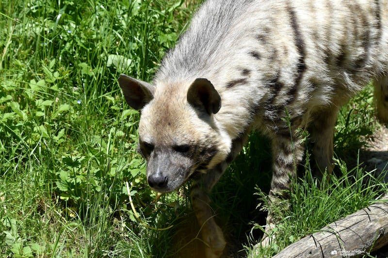 Streifenhyäne (kein Unterartenstatus) | Opel-Zoo Kronberg | 30.05.2021