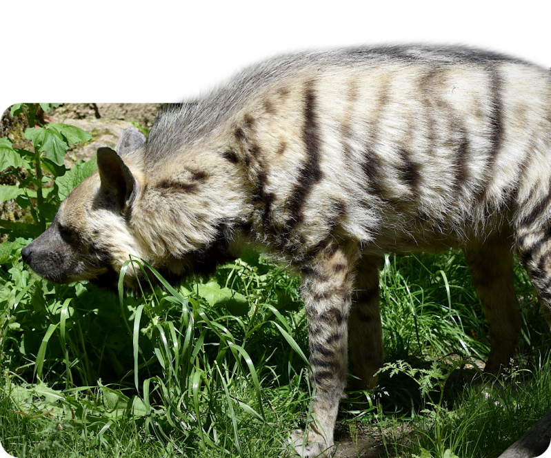 Streifenhyäne (kein Unterartenstatus)