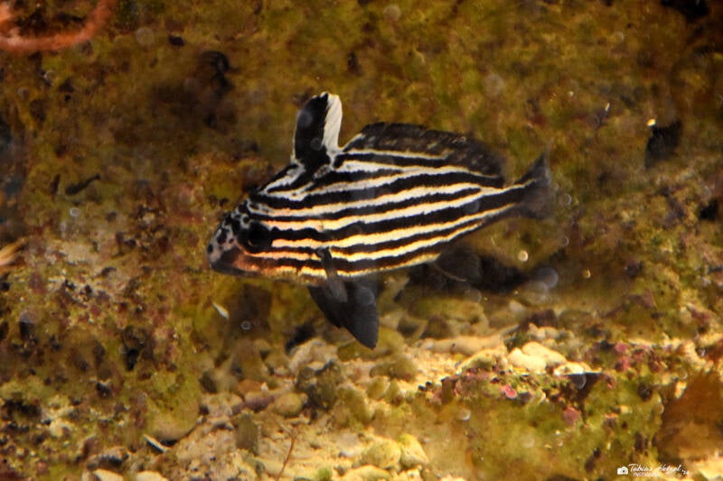 Streifenritterfisch | Wilhelma Stuttgart | 11.08.2023