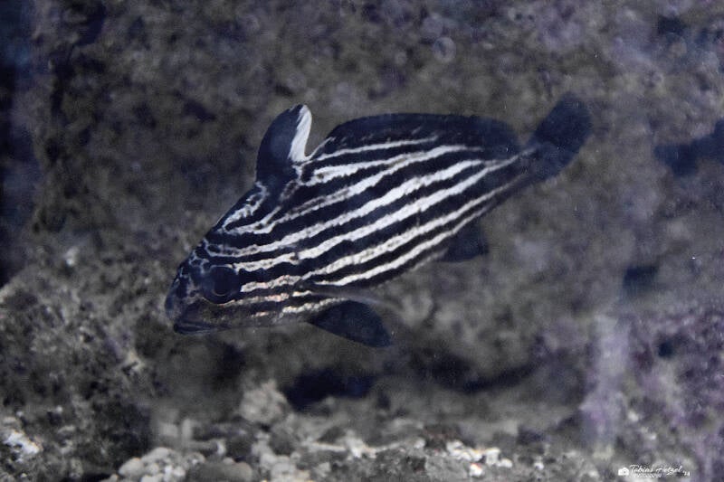 Streifenritterfisch | Wilhelma Stuttgart | 27.01.2024