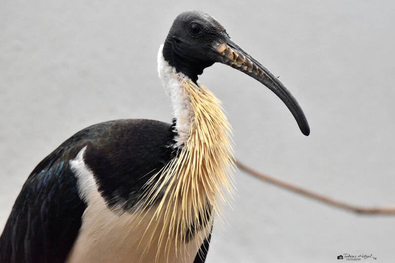 Stachelibis | Zoo Frankfurt | 17.08.2020