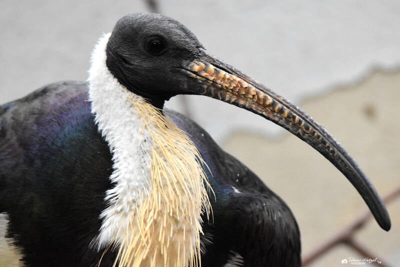 Stachelibis | Zoo Frankfurt | 22.08.2021