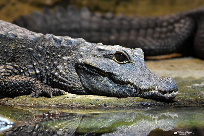 Stumpfkrokodil (kein Unterartenstatus) | Zoologischer Stadtgarten Karlsruhe | 03.07.2020