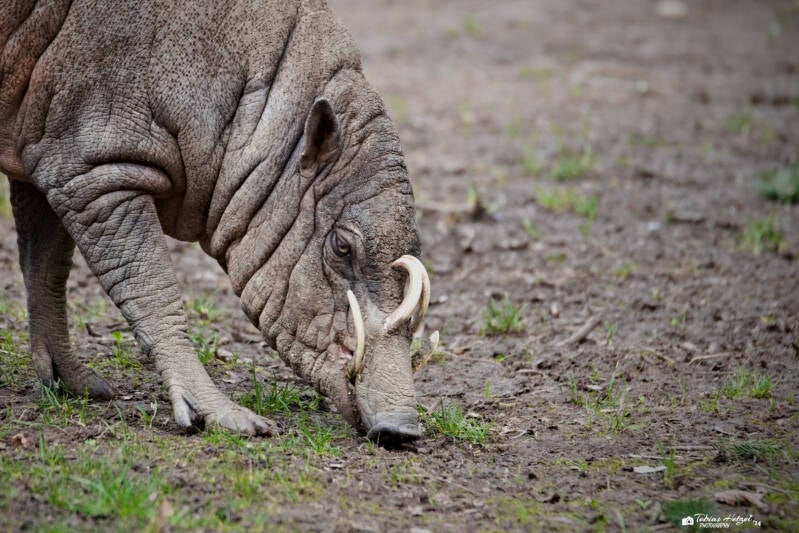 Sulawesi-Hirscheber | Tiergarten Nürnberg | 17.03.2024
