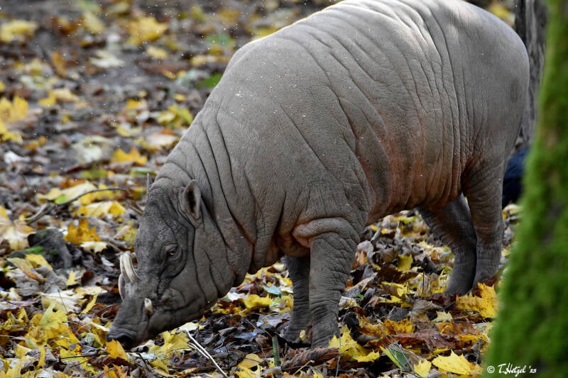 Sulawesi-Hirscheber | Zoo Wuppertal | 24.10.2021