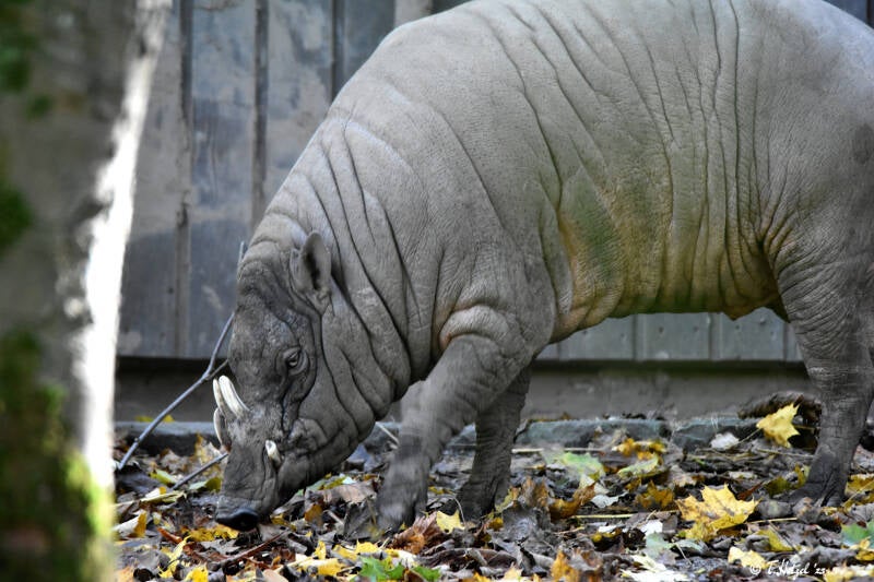 Sulawesi-Hirscheber | Zoo Wuppertal | 24.10.2021