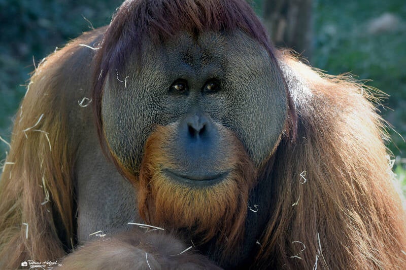 Sumatra-Orang-Utan | Zoo Frankfurt | 09.03.2024
