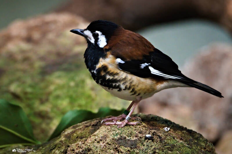 Sumbawadrossel | Zoo Augsburg | 28.12.2024