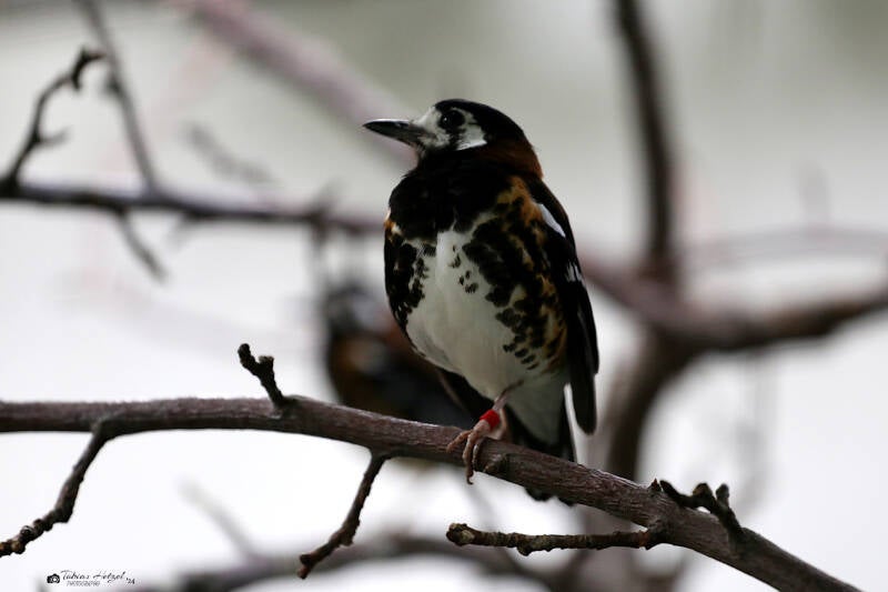 Sumbawadrossel | Wilhelma Stuttgart | 14.08.2018