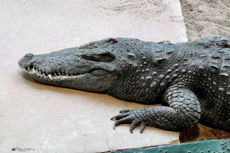 Sumpfkrokodil | Meeresaquarium Zella-Mehlis | 01.08.2022