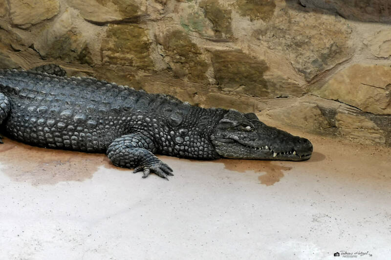 Sumpfkrokodil | Meeresaquarium Zella-Mehlis | 01.08.2022