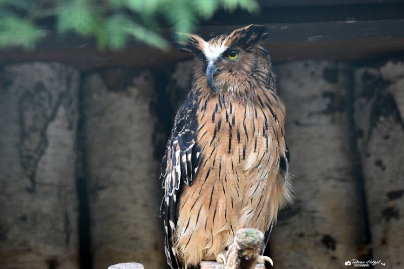 Sundafischuhu | Weltvogelpark Walsrode | 12.04.2021