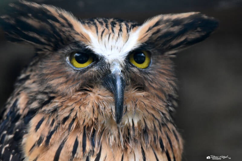 Sundafischuhu | Weltvogelpark Walsrode | 12.04.2021