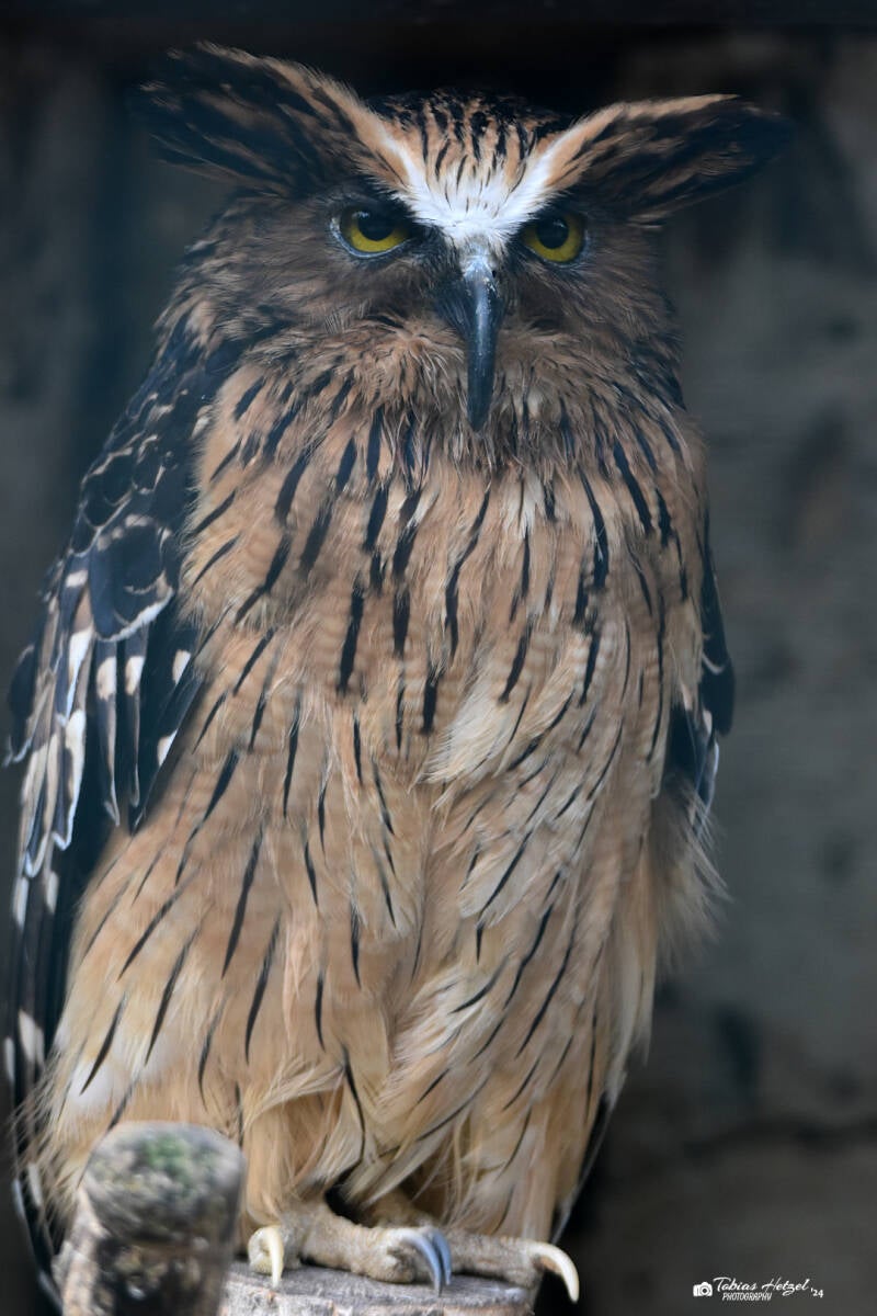Sundafischuhu | Weltvogelpark Walsrode | 12.04.2021