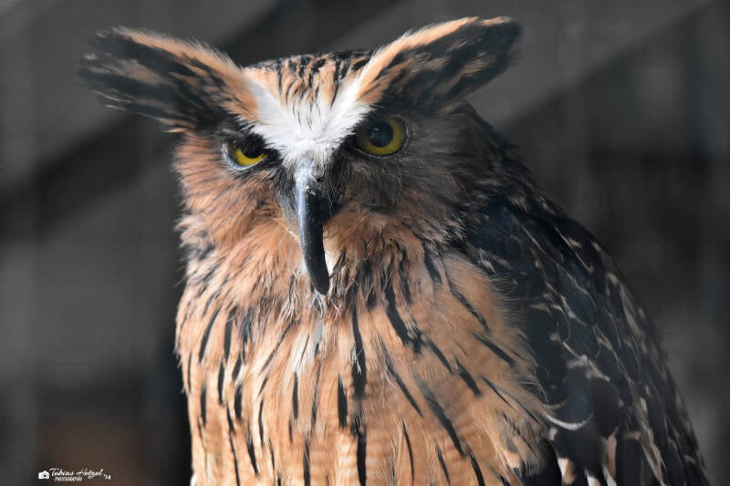 Sundafischuhu | Weltvogelpark Walsrode | 12.04.2021