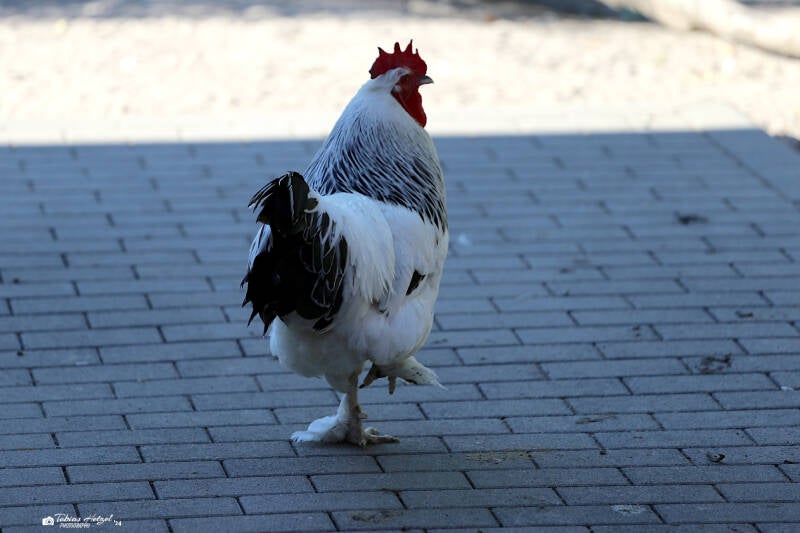 Sundheimer Huhn | Zoologischer Stadtgarten Karlsruhe | 14.08.2018