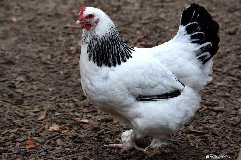 Sundheimer Huhn | Tiergarten Worms | 17.10.2021