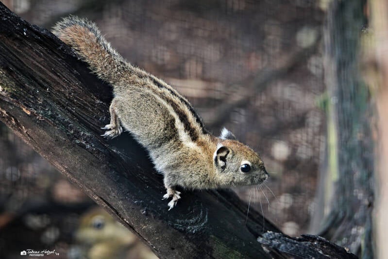 Swinhoe-Zwergstreifenhörnchen | Tier- und Freizeitpark Thüle | 03.08.2024