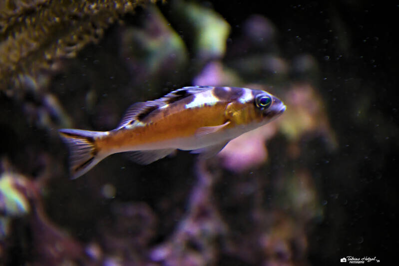 Tabaksägebarsch | Wilhelma Stuttgart | 19.06.2025