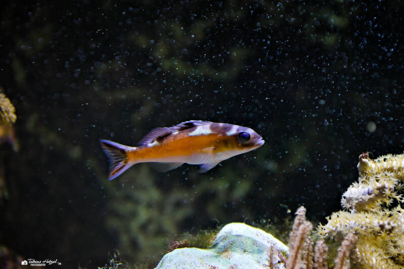 Tabaksägebarsch | Wilhelma Stuttgart | 19.06.2025