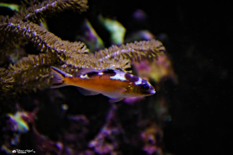 Tabaksägebarsch | Wilhelma Stuttgart | 19.06.2025