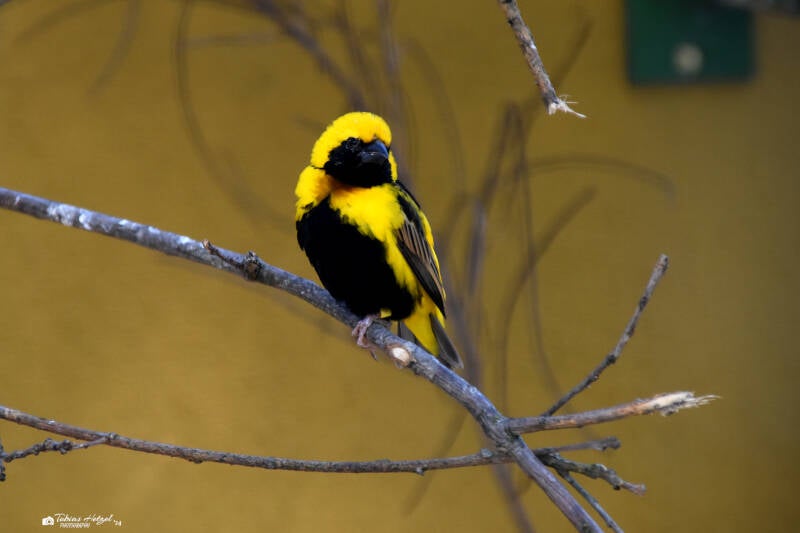 Tahaweber (kein Unterartenstatus) | Opel-Zoo Kronberg | 03.06.2023