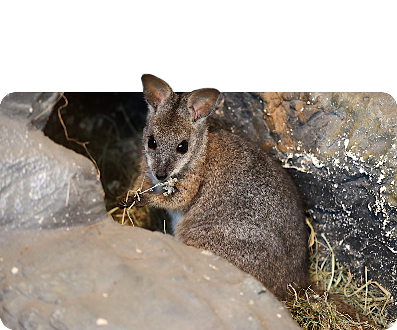 Tammarwallaby