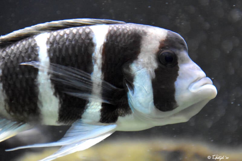 Tanganjika-Beulenkopf | Wilhelma Stuttgart | 16.06.2023