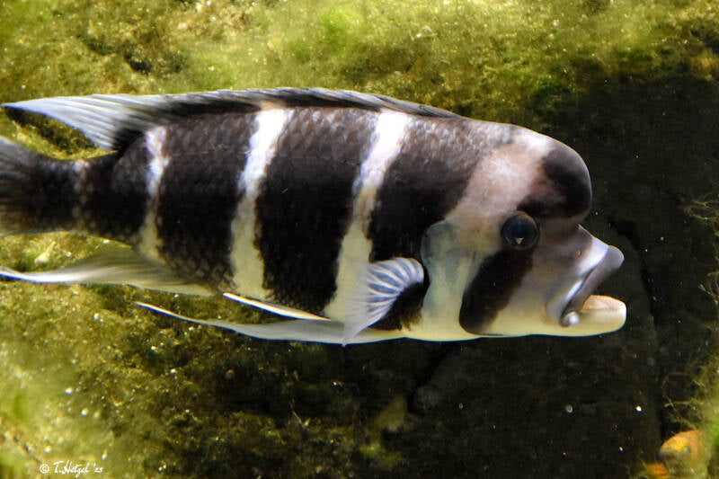 Tanganjika-Beulenkopf | Wilhelma Stuttgart | 16.06.2023