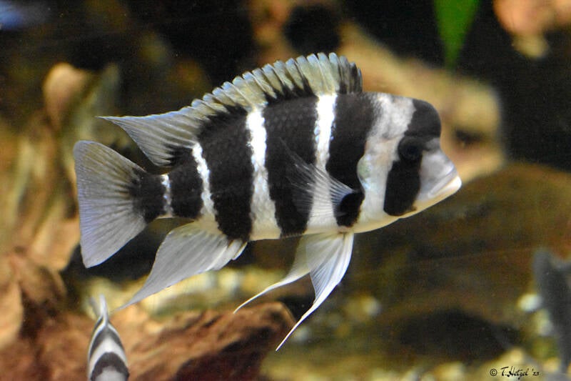 Tanganjika-Beulenkopf | Zoo Leipzig | 20.10.2020