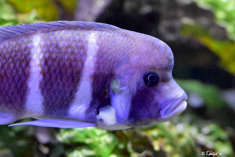 Tanganjika-Beulenkopf | Zoologischer Stadtgarten Karlsruhe | 03.07.2020