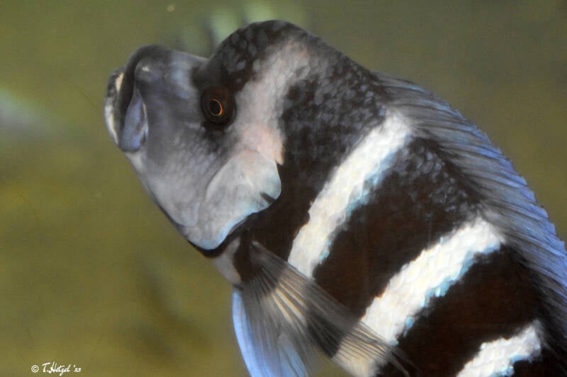 Tanganjika-Beulenkopf | Kölner Zoo | 27.12.2021