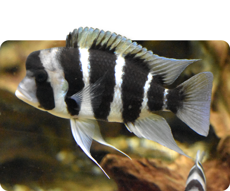 Tanganjika-Beulenkopf